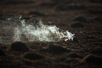 Smoke on scorched ground after wild fire, Marievale Bird Sanctuary, South Africa, June.