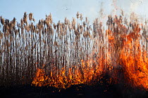 Wild fire over Phragmites reed beds, Marievale Bird Sanctuary, South Africa, June 2013.