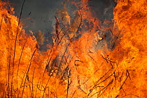 Wild fire in Marievale Bird Sanctuary, South Africa, June 2013