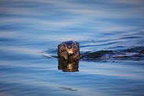 Spotted-necked Otter (Lutra maculicollis) feeding on fish, Marievale Bird Sanctuary, South Africa, July.