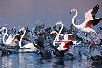 Mixed group of birds at Greater Flamingo (Phoenicopterus roseus) and Redknobbed Coot (Fulica cristata), Marievale Bird Sanctuary, South Africa, July.