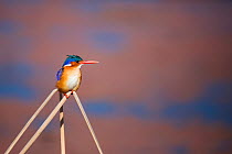 Malachite Kingfisher (Alcedo cristata) Marievale Bird Sanctuary, Gauteng Province, South Africa, August.