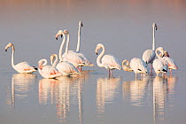 Greater Flamingo (Phoenicopterus roseus) group resting, Marievale Bird Sanctuary, South Africa, August.