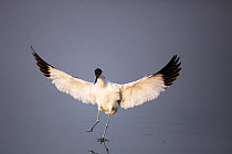 Pied Avocet (Recurvirostra avosetta) landing with wings spread, Marievale Bird Sanctuary, South Africa, August.