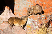 Rock hyrax (Procavia capensis) babies interacting, Marakele National Park, South Africa, August.
