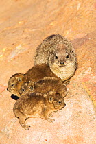 Rock hyrax (Procavia capensis) with young, Marakele National Park, South Africa, August.