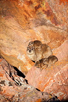 Rock hyrax (Procavia capensis) mother with young, Marakele National Park, South Africa, August.