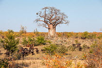 Baobab tree (Adansonia digitata) with herd of African buffalo (Syncerus caffer) Kruger National Park, Limpopo Province, South Africa, September.