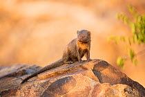 Dwarf Mongoose (Helogale parvula) Kruger National Park, Limpopo Province, South Africa, September.
