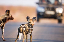 African wild dogs (Lycaon pictus) watching tourist vehicle approaching, Kruger National Park, Limpopo Province, South Africa, September.