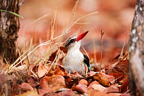 Brown-hooded Kingfisher (Halcyon albiventris) on ground, Kruger National Park, Limpopo Province, South Africa, October.