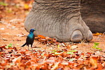 Cape Glossy Starling (Lamprotornis nitens) on ground by African elephant (Loxodonta africana) foot, Kruger National Park, Limpopo Province, South Africa, October.