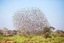 Redbilled Quelea (Quelea quelea) massive flock, Kruger National Park, Limpopo Province, South Africa, October.