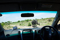 African elephant (Loxodonta africana) on road seen through vehicle windscreen, , Kruger National Park, Limpopo Province, South Africa, November.