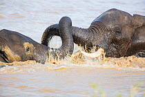African elephants (Loxodonta africana) playing whilst swimming, , Kruger National Park, Limpopo Province, South Africa, November.