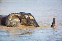 African elephant (Loxodonta africana) swimming, Kruger National Park, Limpopo Province, South Africa, November.