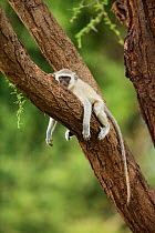Vervet Monkey (Chlorocebus aethiops) resting in tree, Kruger National Park, Limpopo Province, South Africa, November.