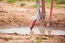 Ostrich (Struthio camelus) male drinking showing red legs, Kgalagadi Transfrontier Park, Northern Cape Province, South Africa, December.