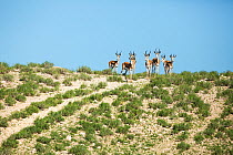 Springboks (Antidorcas marsupialis) in habitat, Kgalagadi Transfrontier Park, Northern Cape Province, South Africa, December.