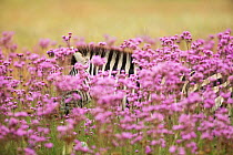 Zebra (Equus quagga) in Pom Pom weed (Campuloclinium macrocephalum) an invasive flower species, Rietvlei Nature Reserve, Gauteng Province, South Africa, January.