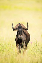 Black Wildebeest (Connochaetes gnou) male, Rietvlei Nature Reserve, Gauteng Province, South Africa, April.