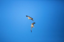 Tawny Eagle (Aquila rapax) pair in flight, Kgalagadi Transfrontier Park, Northern Cape Province, South Africa, February.
