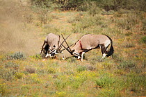 Gemsbok (Oryx gazella) males fighting, Kgalagadi Transfrontier Park, Northern Cape Province, South Africa, February.