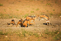 Blackbacked Jackals (Canis mesomelas) fighting at waterhole, Kgalagadi Transfrontier Park, Northern Cape Province, South Africa, February.