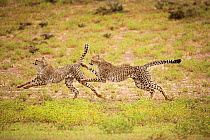 Cheetah (Acinonyx jubatus) subadults playing Kgalagadi Transfrontier Park, Northern Cape Province, South Africa, February.