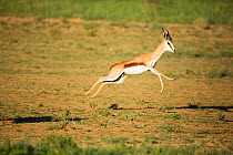 Springbok (Antidorcas marsupialis) pronking, Kgalagadi Transfrontier Park, Northern Cape Province, South Africa, February.