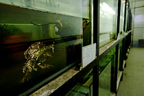 Titicaca water / Lake Titicaca frog (Telmatobius culeus) in aquarium, Captive Breeding Facility, Cochabamba, Bolivia, October, Critically endangered species.