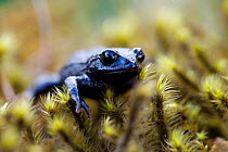 Frog (Psychrophrynella illampu) on plant, Bolivia, October, Vulnerable species.