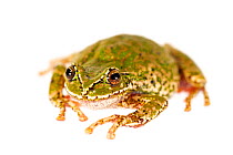Female Common marsupial frog (Gastrotheca marsupiata) taken against white background, Bolivia.