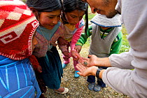Researcher showing a Marbled four eyed frog (Pleurodema marmoratum) to some local children, Andes, Bolivia, October 2013.