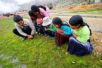 Researcher releasing a Marbled four eyed frog (Pleurodema marmoratum) together with some local children, Andes, Bolivia, October 2013.