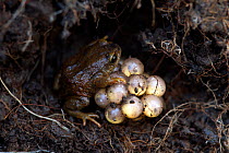 Male Frog (Psychrophrynella illimani) attending an egg clutch, Bolivia, October 2013, Critically endangered species.