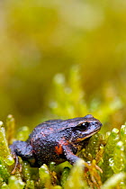 Frog (Psychrophrynella illimani) portrait, Bolivia, October 2013, Critically endangered.