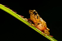 Male Flat fingered robber frog (Pristimantis platydactylus) on agave leaf, Bolivia, October.