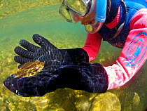 Researcher holding a Titicaca water / Lake Titicaca frog (Telmatobius culeus) underwater, Lake Titicaca, Bolivia, October, Critically endangered.