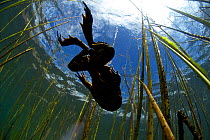 Titicaca water / Lake Titicaca frog (Telmatobius culeus) swimming, seen from below, Lake Titicaca, Bolivia, October, Critically endangered.