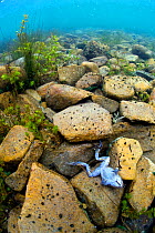 Dead Titicaca water / Lake Titicaca frog (Telmatobius culeus) on bottom on lake, Lake Titicaca, Bolivia, October, Critically endangered.