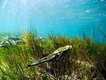 Titicaca water / Lake Titicaca frog (Telmatobius culeus) swimming through vegetation, Lake Titicaca, Bolivia, October, Critically endangered.