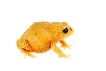 Yellow morph of (Psychrophrynella illimani) taken against white background, Bolivia, October 2013, Critically endangered.