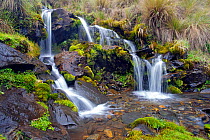Small waterfall with abundant mosses, High Andes, Bolivia, October 2013.
