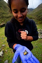 Biology student holding one of the largest known specimens of (Pscyhrophrynella illimani) Bolivia, November 2013, Critically endangered, Model released.