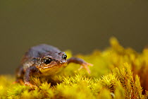 Frog (Psychrophrynella illimani) on moss, Bolivia, November 2013, Critically endangered.
