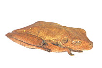 Map treefrog (Hypsiboas geographicus) taken against white background, Bolivia.