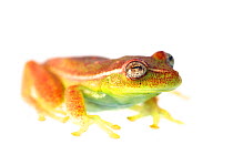 Polka dot treefrog (Hypsiboas punctatus) taken against white background, Bolivia.