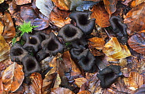 Horn of plenty / Black chanterelle fungus (Craterellus cornucopioides) fruiting bodies, New Forest, Hampshire, UK, October. Edible.