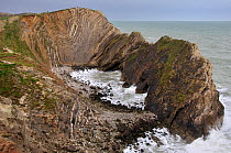 Stair Hole showing example of folded strata known as Lulworth Crumple, Lulworth, Jurassic Coast, Dorset, UK March 2013.